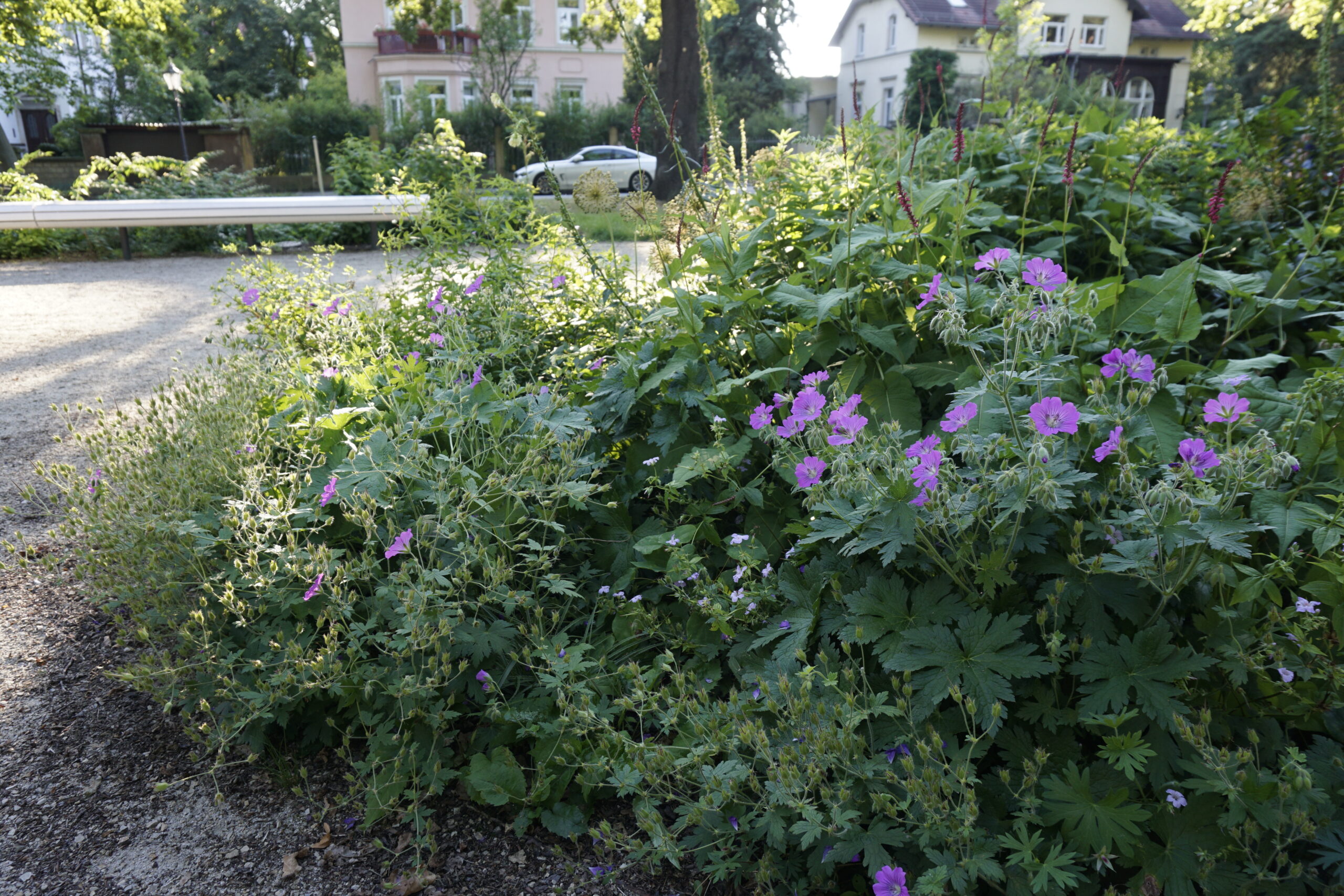 Friedensplatz Dresden